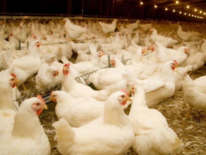 Defesa alerta sobre a prevenção da Influenza Aviária