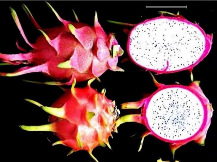 Embrapa oferta minicurso on-line gratuito sobre pitayas