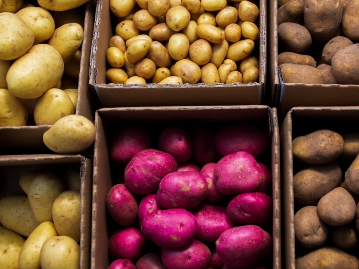 Colheita de batata pode ter incremento de mais de 380 sacas por hectare