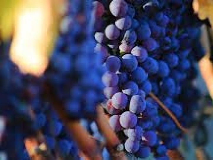 Preço mínimo da uva industrial será de R$ 1,58 por quilo em 2023