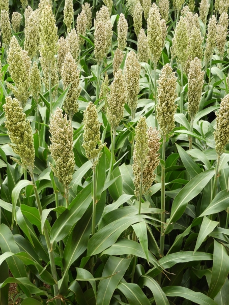 Sorgo granífero: eficiente para controle de parasitas e bom para o bolso do produtor.  Foto: Ariosto Mesquita