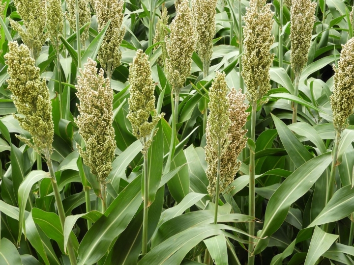 Uso de sorgo na alimentação  e sanidade de peixes é “inovador” 