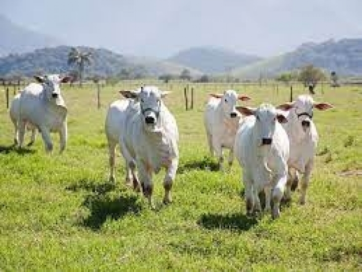 Levantamento da Conab indica queda nos preços médios do boi gordo pelo 4° mês consecutivo
