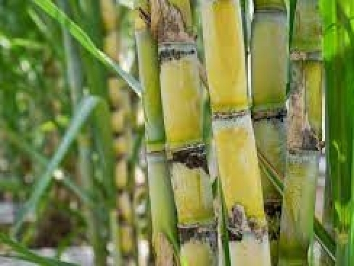 CTC lança três variedades de cana-de-açúcar em 2023