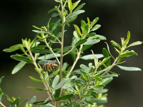 Fonte botânica da própolis verde. Imagem Apis Flora 
