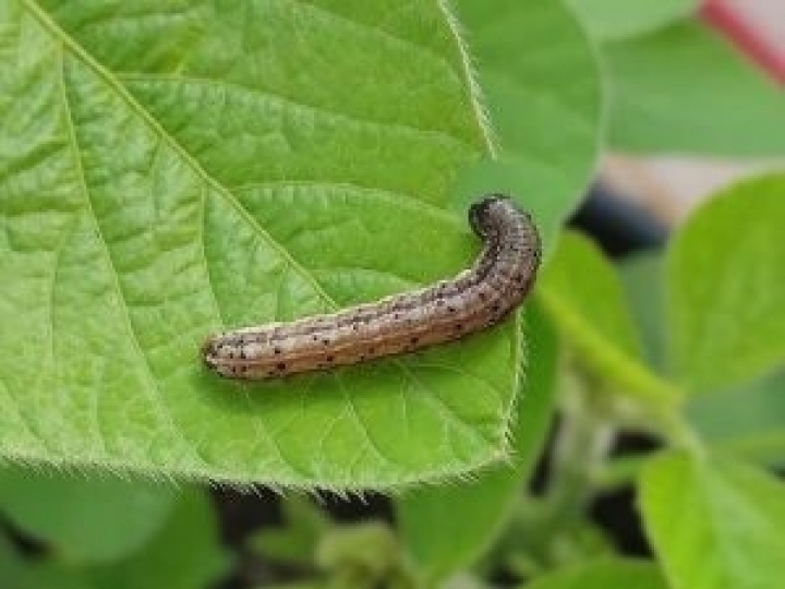 Incidência da lagarta Spodoptera frugiperda aumenta nos últimos anos