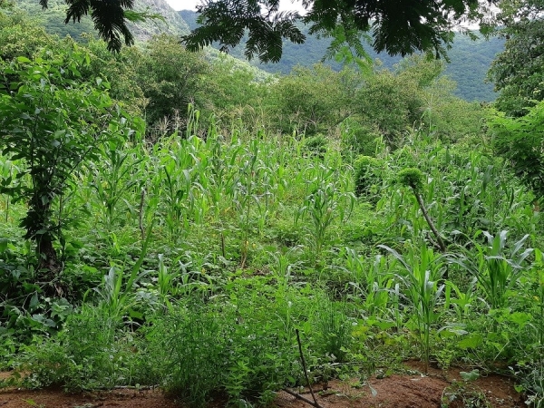 A produção em sistemas agroflorestais (foto) é uma potencialidade que pode ser explorada na bioeconomia da Caatinga. Foto: Adilson Nóbrega