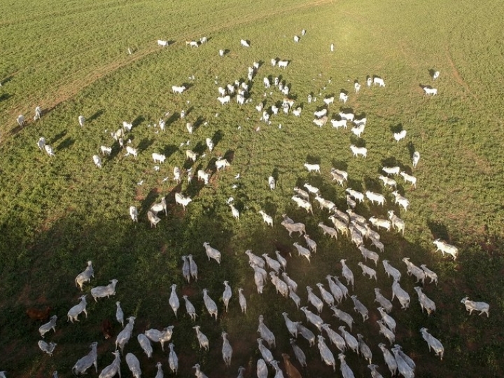 Mapa receberá contribuições da sociedade sobre rastreabilidade na cadeia produtiva de bovinos e de búfalos