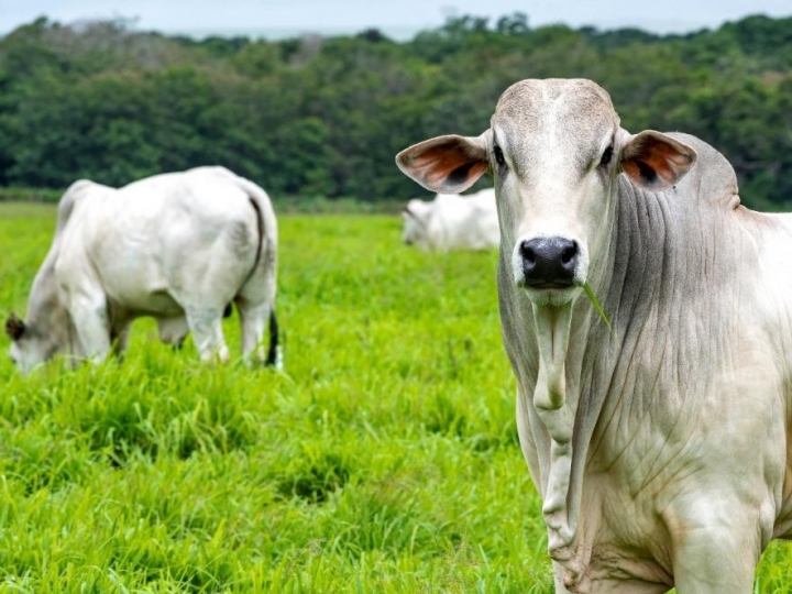 São Paulo atinge 99,81% de cobertura vacinal contra febre aftosa após segunda etapa de 2022 