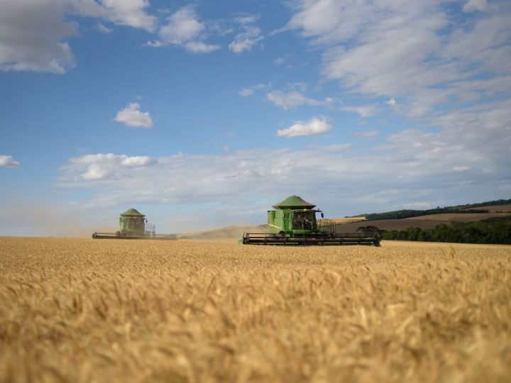 Pelo segundo ano consecutivo, produção nacional de trigo bate recorde