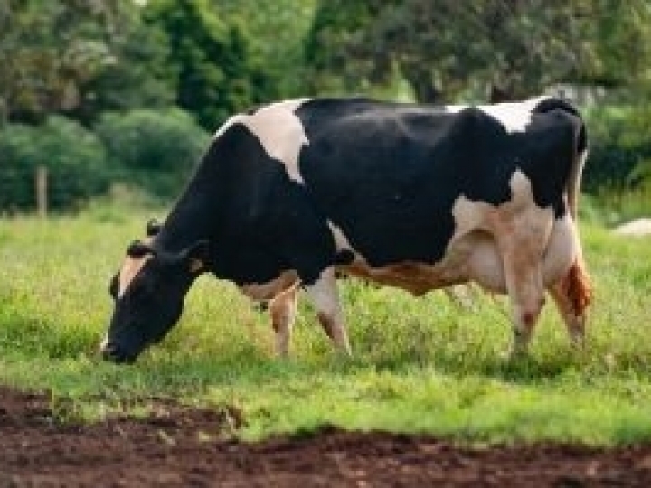 Produção de leite a pasto: modelo oferece aumento da produtividade e menor custo para pecuaristas