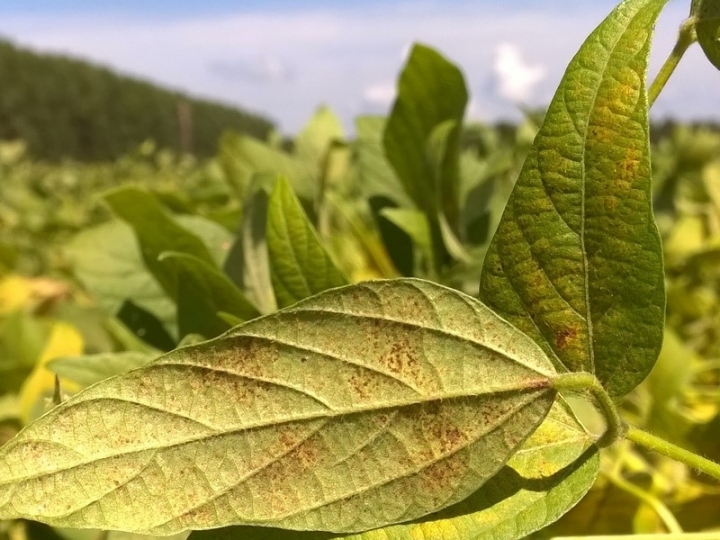 Focos de ferrugem da soja aumentam no Brasil em um índice superior a 220%, se comparado à safra anterior na mesma época