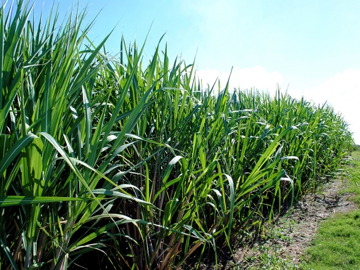 Novo bioinsumo aumenta produtividade da cana em até 20%