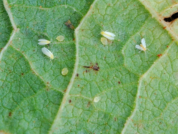Mosca-branca - Foto: Sebastião Araújo