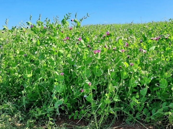 Cultivar de ervilha é testada com sucesso para adubação verde e cobertura do solo