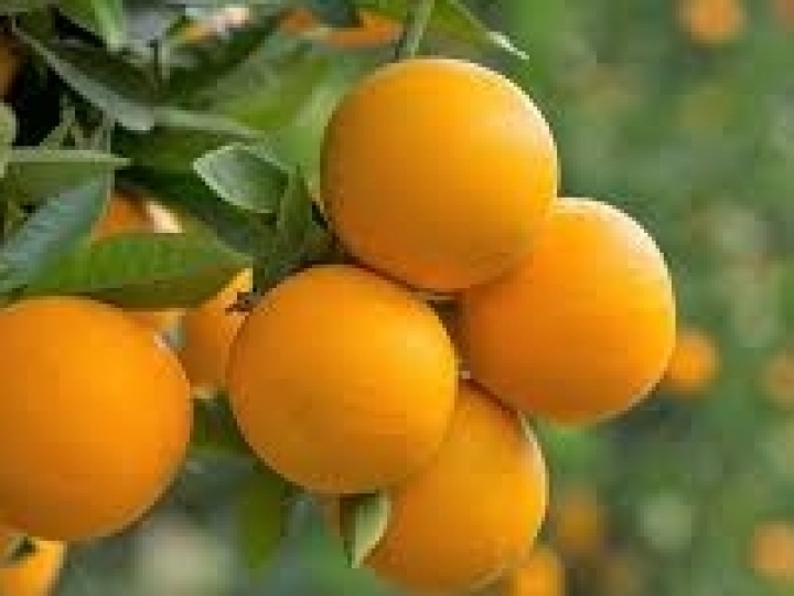  Citricultores têm até 15 de janeiro para entregar o Relatório Cancro/HLB