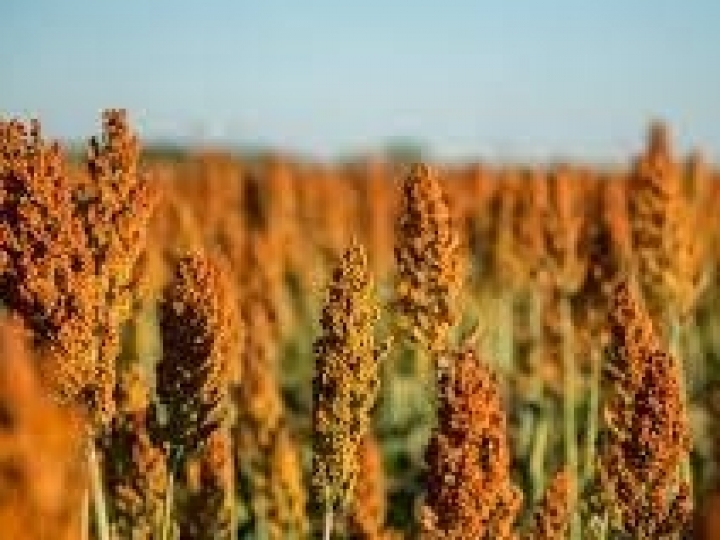 Parceria viabiliza o “Movimento + Sorgo” 
