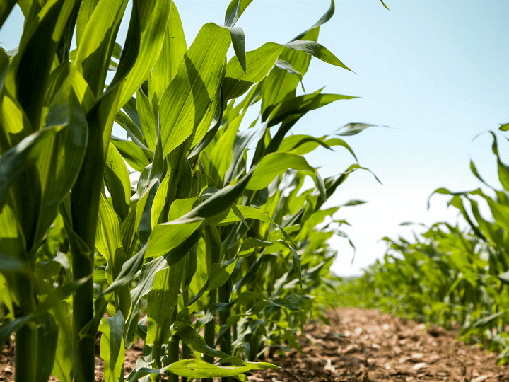 Chega ao Brasil Azospirillum Cepa Az39