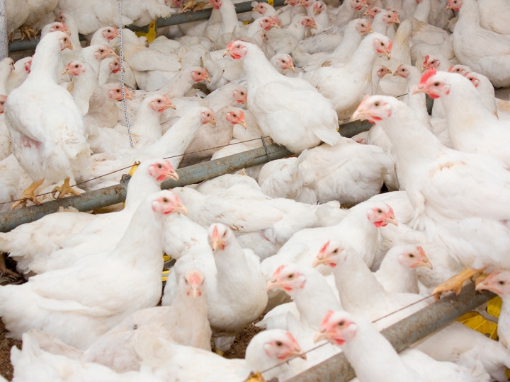 Avicultura: ácidos orgânicos podem garantir redução de doenças intestinais na produção animal