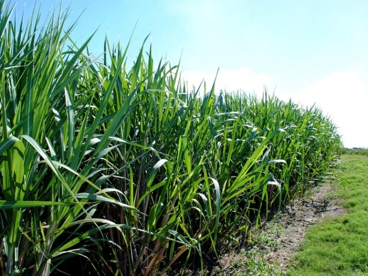 Com capacidade para atender mercado interno, taxa de importação do etanol volta a ser aplicada