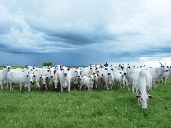 A eficiência da ressincronização em bovinos de corte