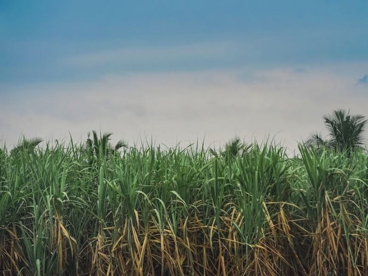 O carvão ativado produzido da cana-de-açúcar como alternativa competitiva de despoluição das águas