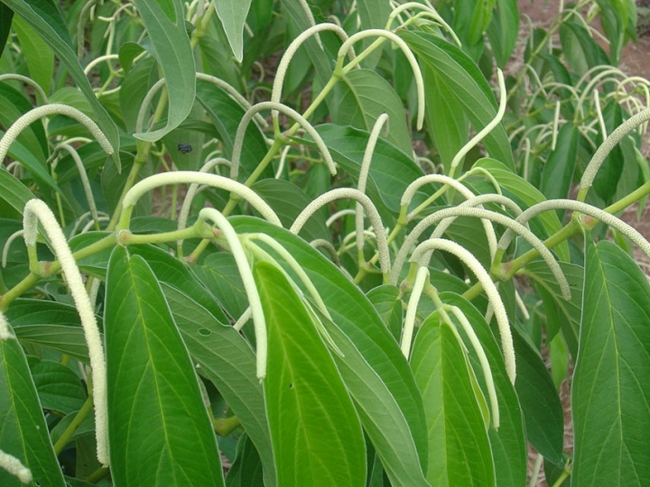 Bioeconomia no Brasil pode gerar US$ 284 bilhões em receita por ano