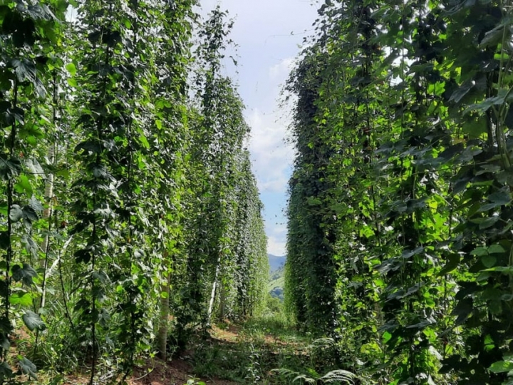 Rede científica pretende estabelecer sistemas de produção de lúpulo no Brasil