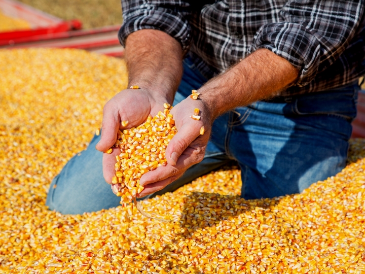 Produção de etanol de milho aumenta oferta durante entressafra da cana na região Centro-Sul