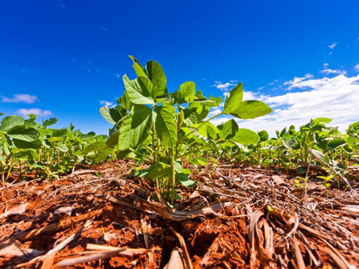 BASF lança fungicida para soja com ingrediente ativo inovador no Show Rural Coopavel