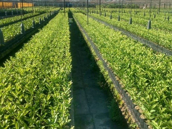 Mudas de BRS Guaraçá (Viveiro credenciado Sítio São João II - Taquaritinga, SP). Foto: José Mauro Silva