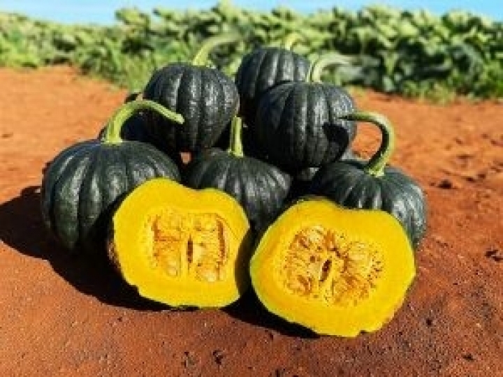 Plantio de abóbora: agricultor adota quatro pilares de cultivo e atinge recorde de produtividade em Minas Gerais