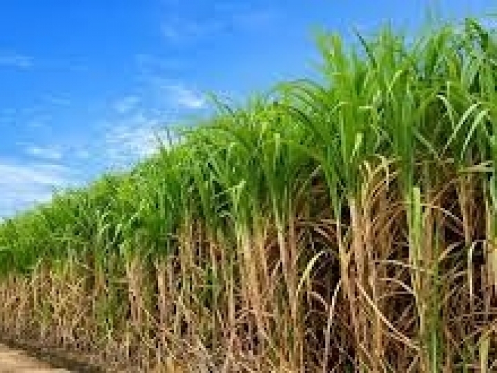 Conab realiza mais uma pesquisa de campo sobre cana-de-açúcar