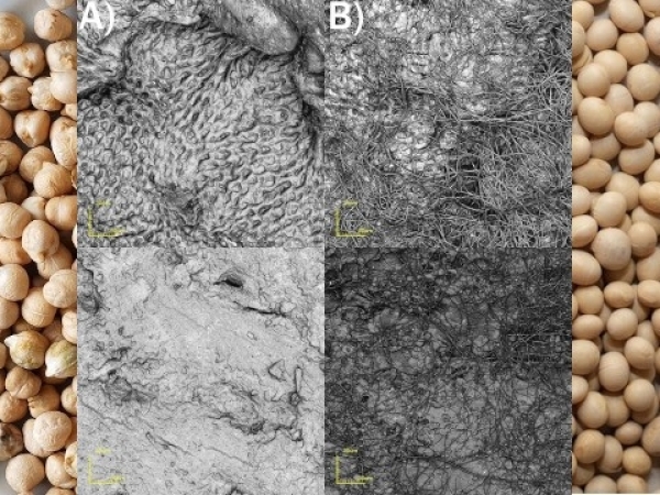 Sementes de soja e grão-de-bico sem (A) e com o tratamento (B) (Montagem com microscopia de Chagas)
