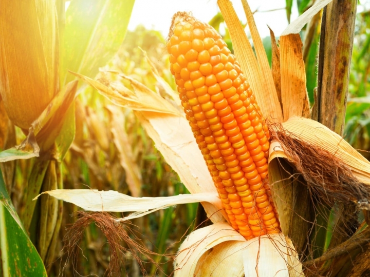 Produção recorde de etanol de milho é apresentada ao Mapa