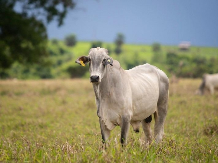 Exportação de animais vivos: o Brasil tem muito espaço para  ampliar suas vendas e o Instituto Biológico pode ajudar 