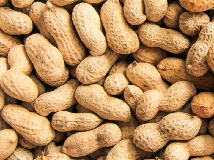 Safra de amendoim do interior de SP deve ultrapassar  um milhão de toneladas 