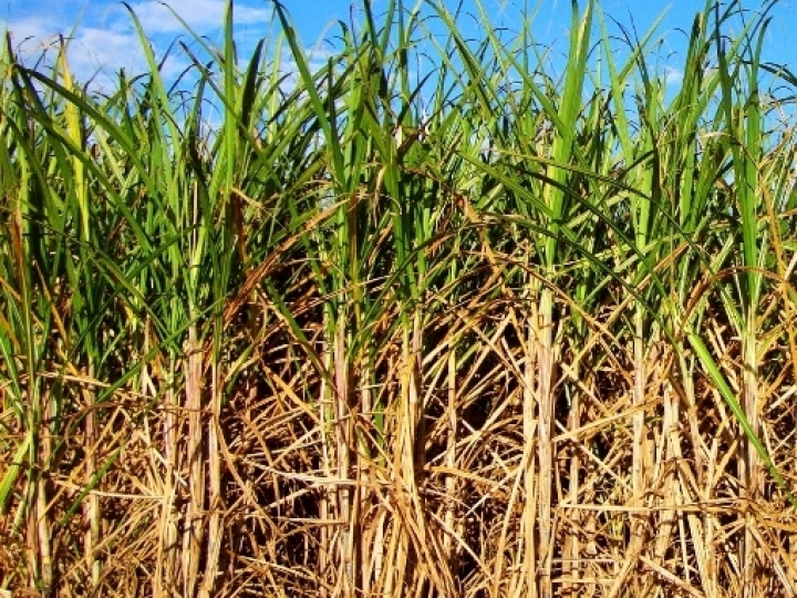 Conab prevê aumento de 4,4% na produção de cana-de-açúcar na safra 2023/24, estimada em 637,1 milhões de toneladas