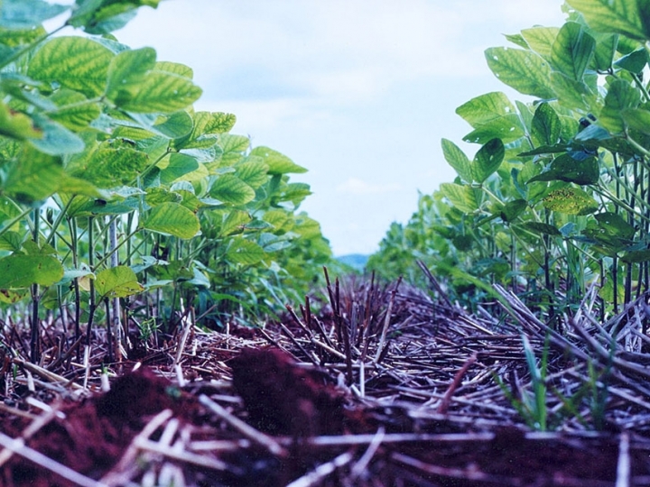 Sistema integrado lavoura-pecuária apresenta taxa de acúmulo de carbono no solo três vezes maior do que na sucessão de culturas de grãos