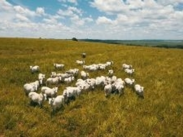 Animal que não recebe suplemento nutricional na seca, chegará na fase das águas com redução no metabolismo e, com isso, não expressará melhor potencial em ganho de peso. Foto: Divulgação