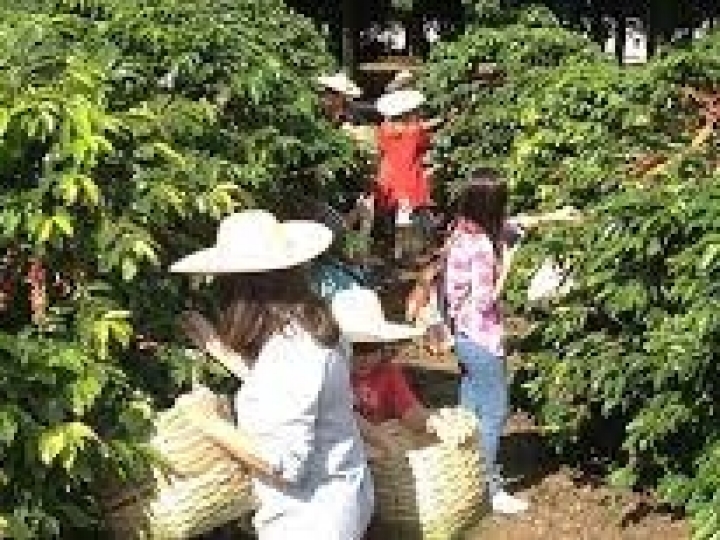 Cheirinho de café no ar? É o Sabor da Colheita chegando 