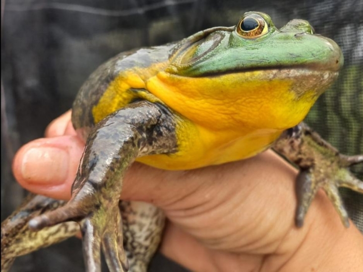 Secretaria de Agricultura apresenta um pacote de ações e investimentos durante a Aquishow