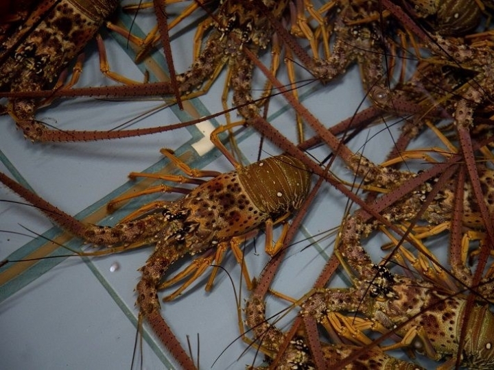 Em norma com poucos avanços, governo sinaliza adoção de medidas futuras para pesca sustentável de lagosta