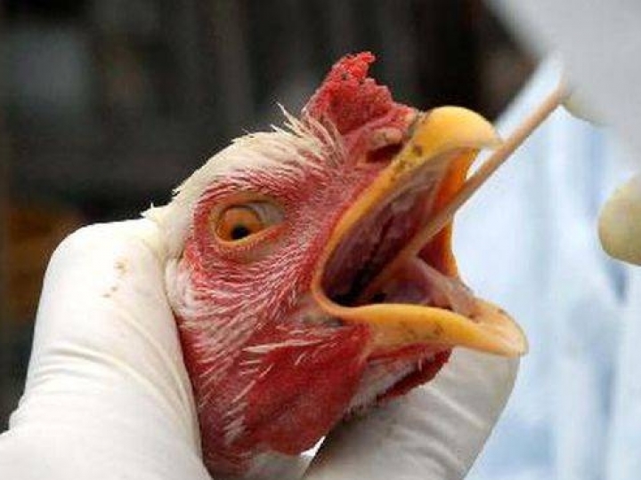 Brasil registra primeiros casos de Influenza Aviária de Alta Patogenicidade em aves silvestres, Mapa alerta para cuidados