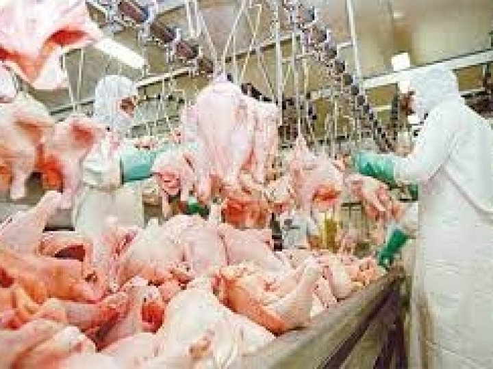 Exportações de carne de frango crescem 4% em abril