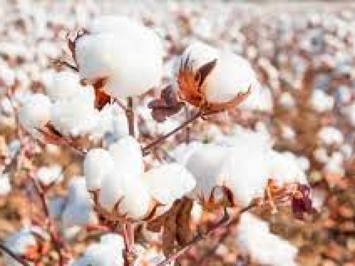 Produção brasileira de algodão deve crescer 17,6% e atingir 2,94 milhões de toneladas este ano 