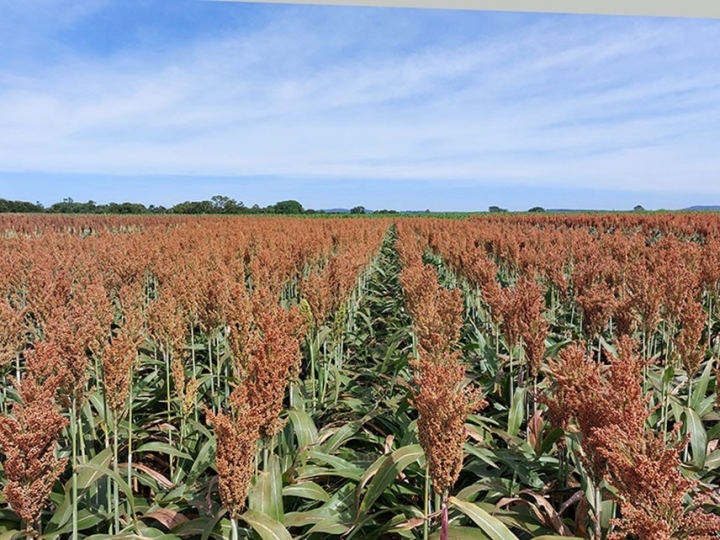 Novas cultivares de sorgo e de milho com elevado potencial produtivo chegam ao mercado