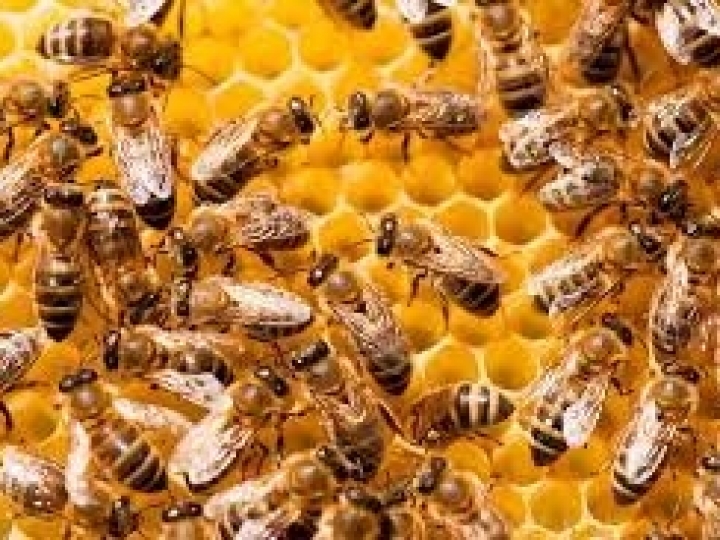 Dia Mundial das Abelhas  eBook traz 60 abelhas sem ferrão relevantes para a meliponicultura no Brasil