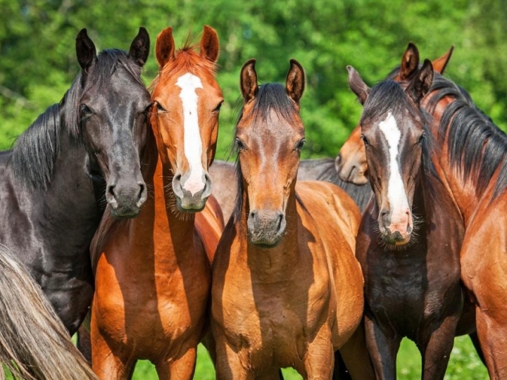 Sanidade Animal – Atualização cadastral da população de equinos