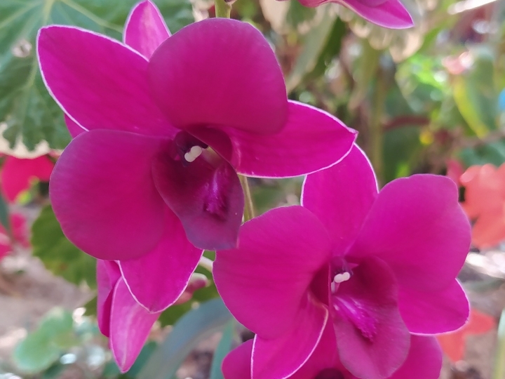 UFSCar desenvolve novas variedades de orquídeas